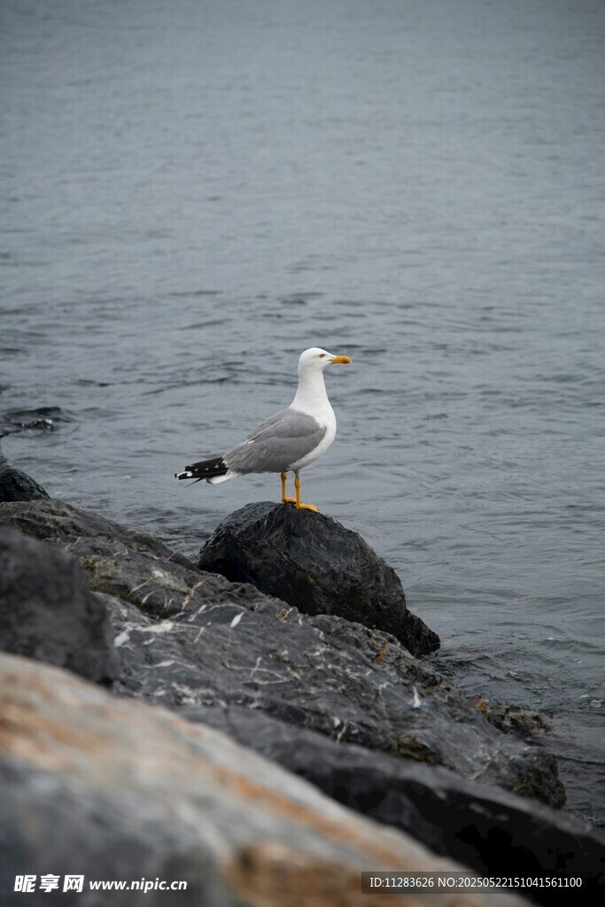 岩石上的海鸥