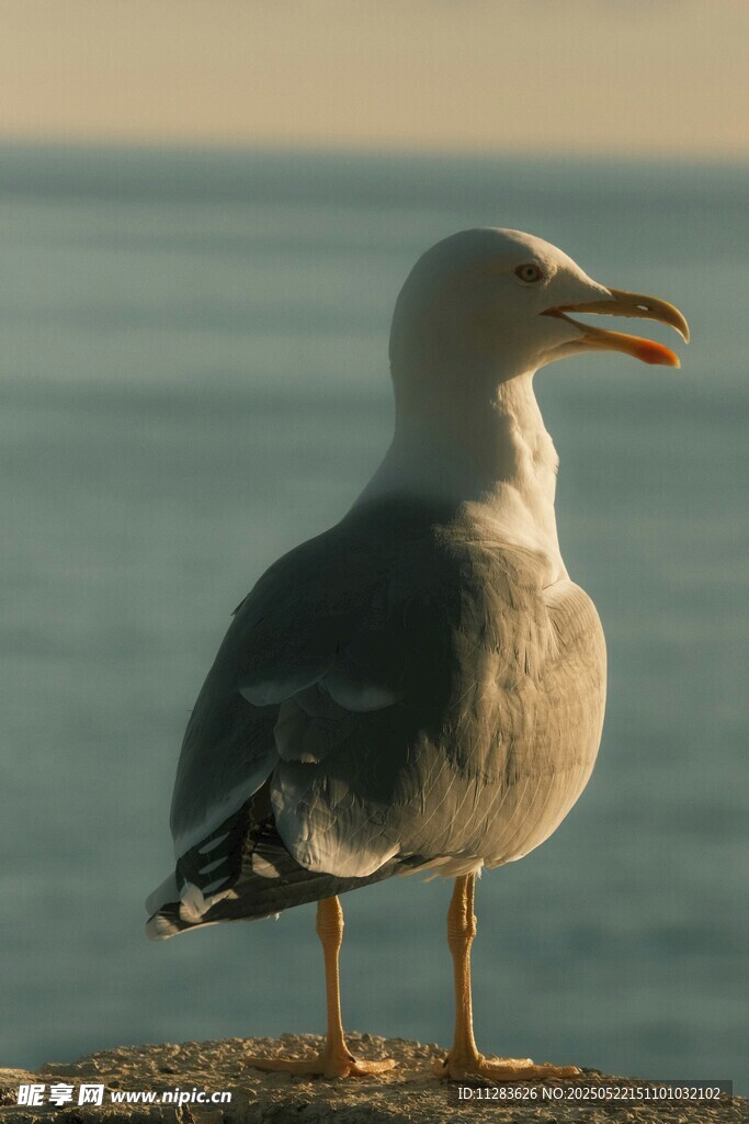 海边站立的海鸥