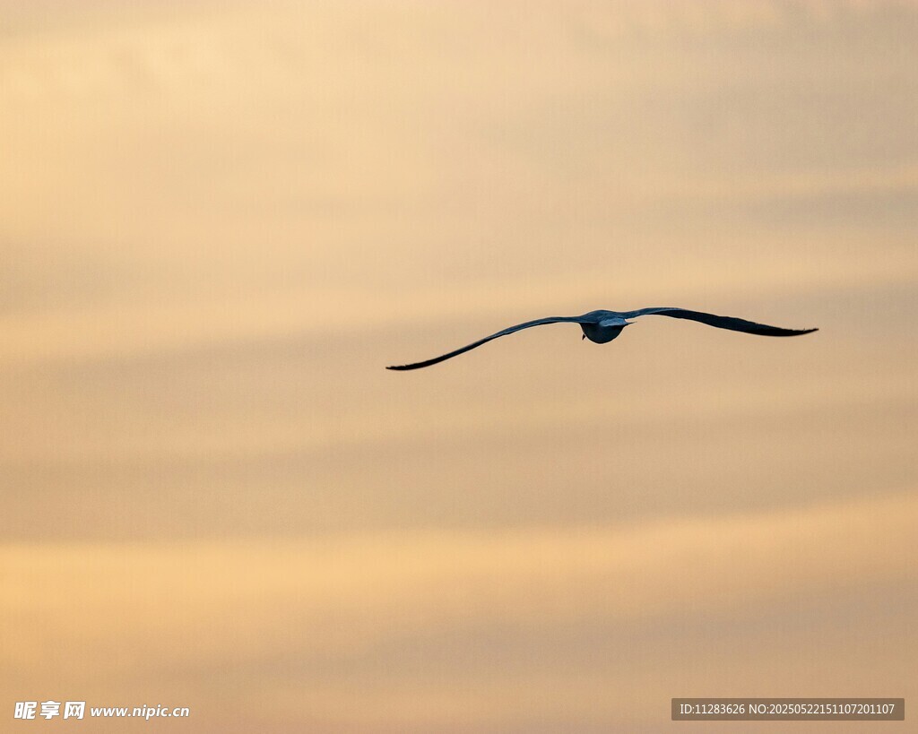 夕阳下翱翔的飞鸟
