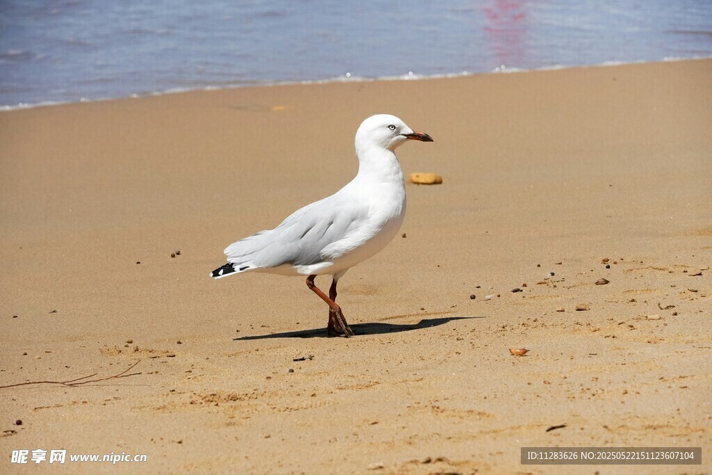 沙滩上的海鸥