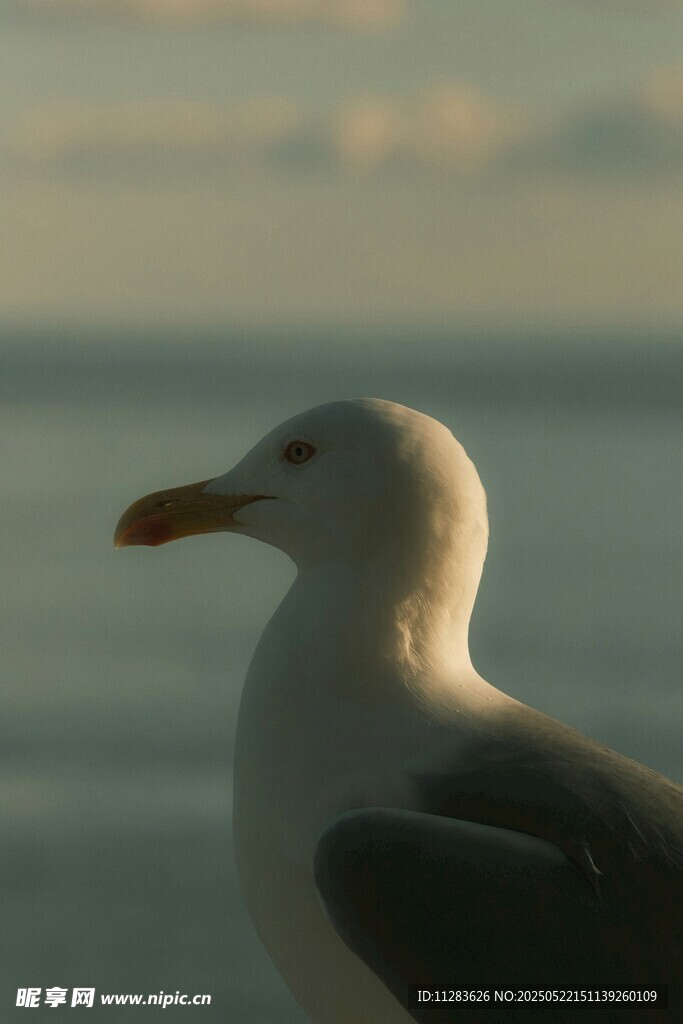 海边海鸥特写