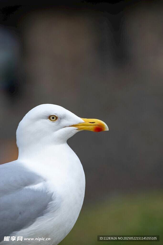 海边白海鸥特写
