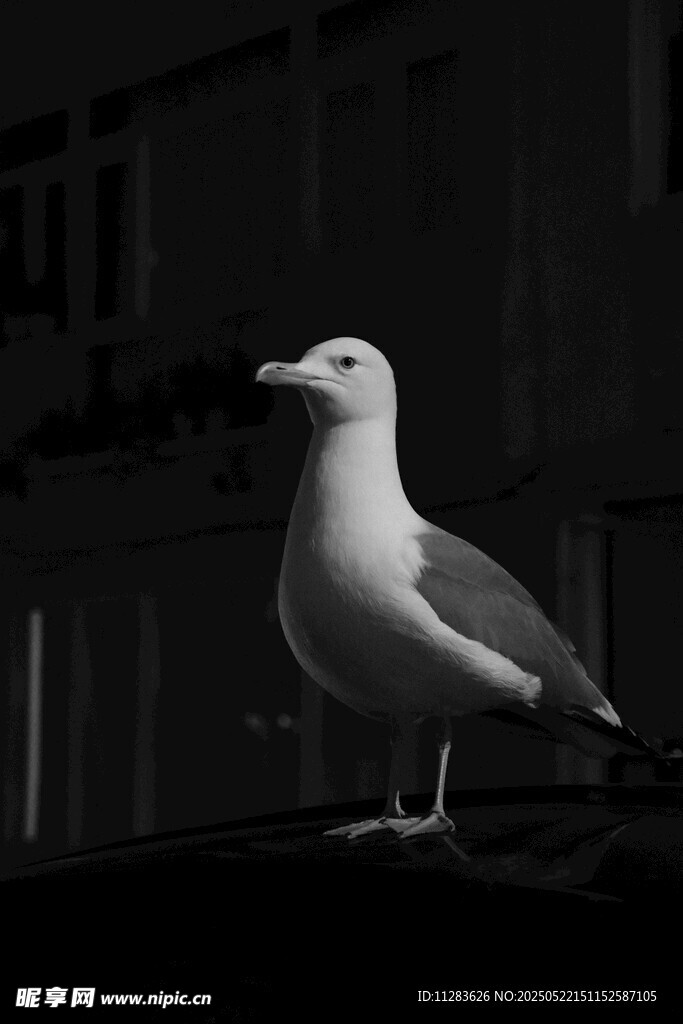 黑白画面中的站立海鸥
