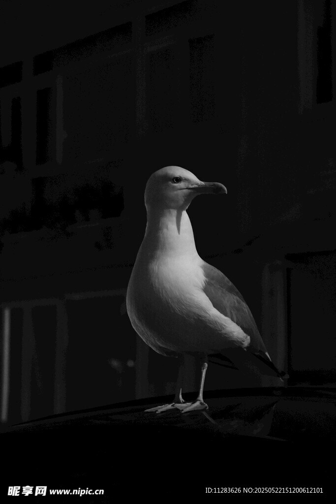 黑白海鸥立于建筑旁