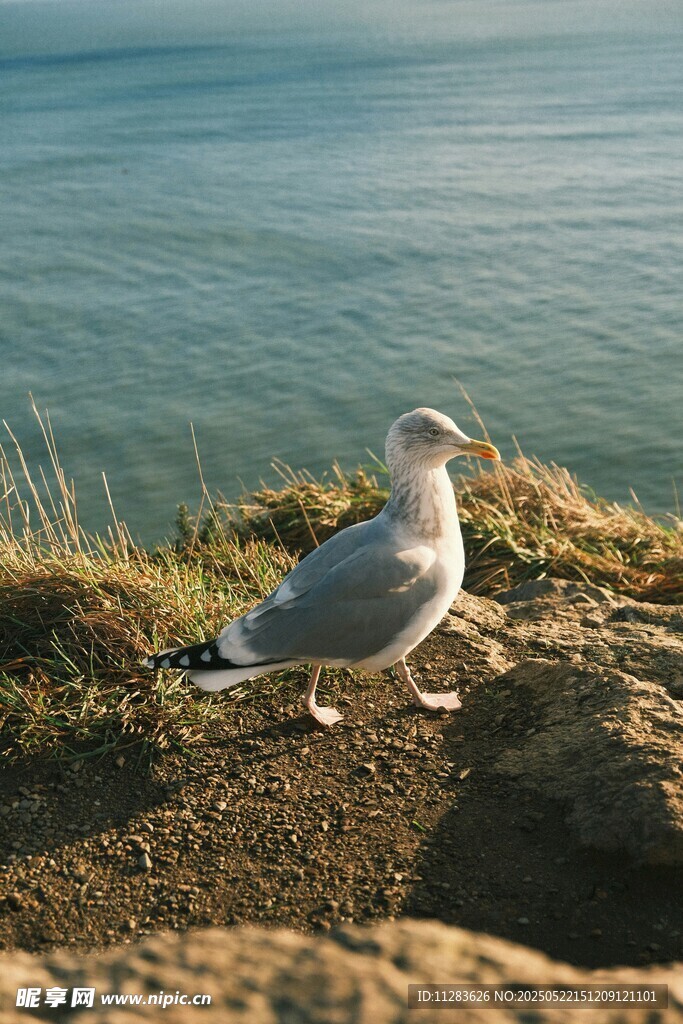 海边岩石上的孤独海鸥