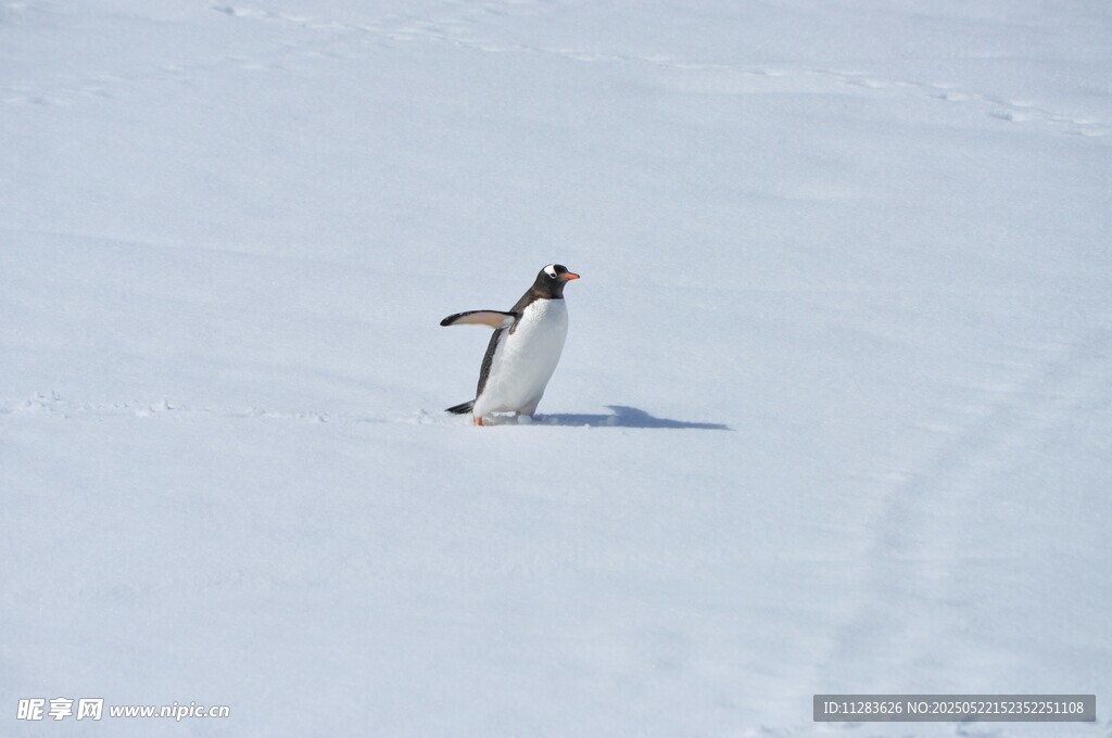 雪地中独行的企鹅