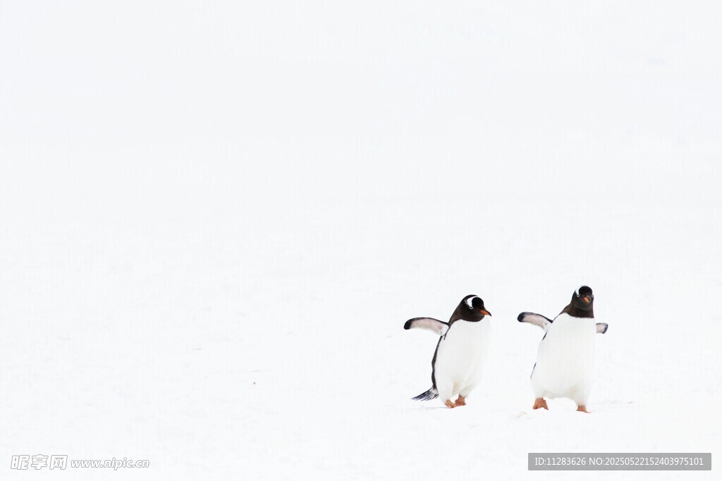三只企鹅站在雪地中