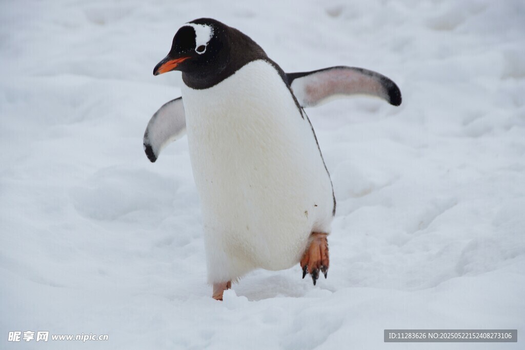 雪地中行走的可爱小企鹅