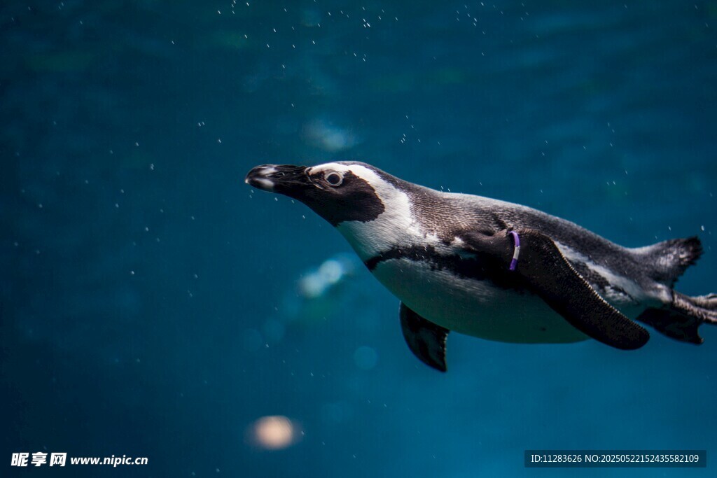水中畅游的可爱小企鹅