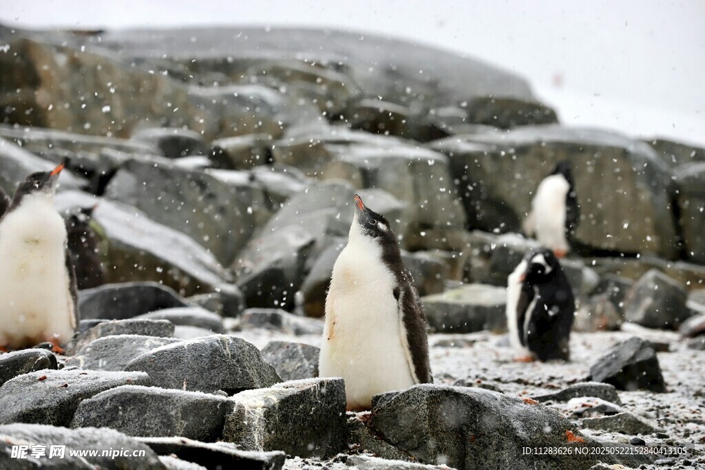 岩石上的企鹅群