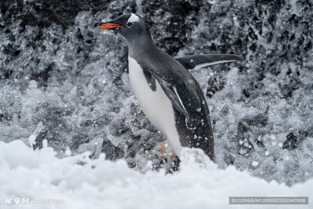 雪地中的黑白企鹅