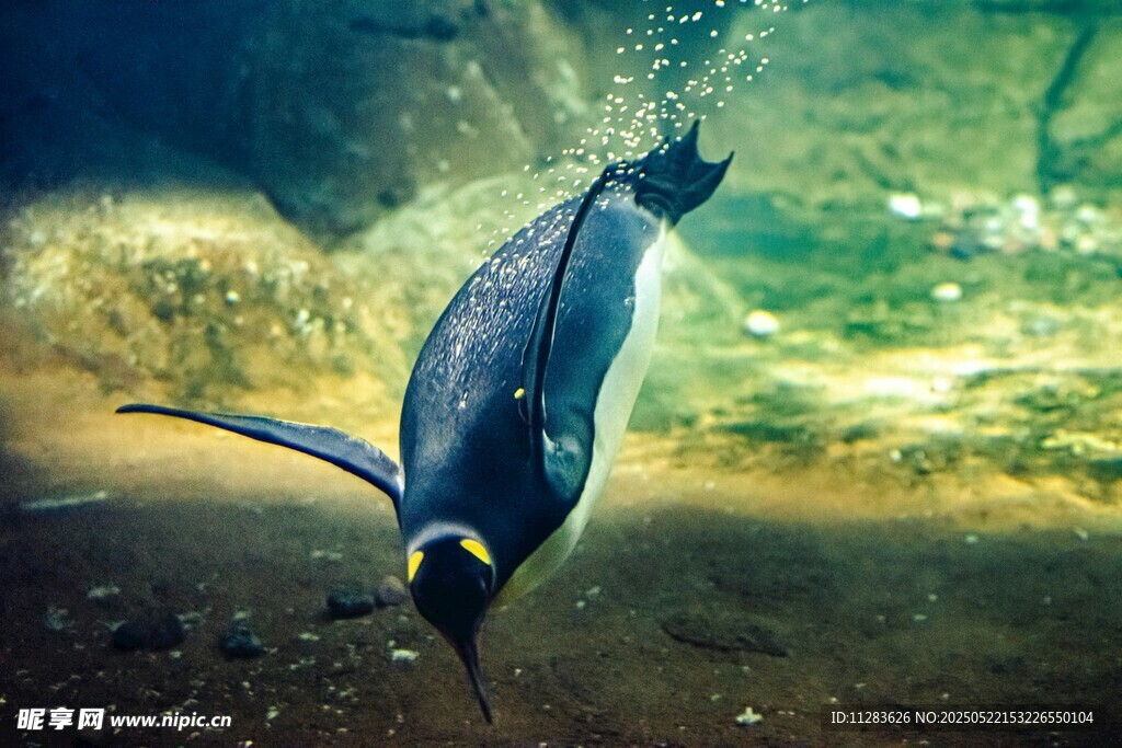 水中畅游的可爱小企鹅