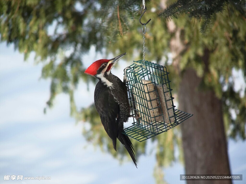 啄木鸟立于鸟食器旁