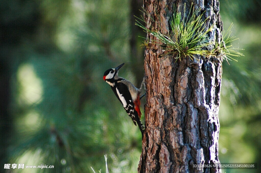 树干上的啄木鸟