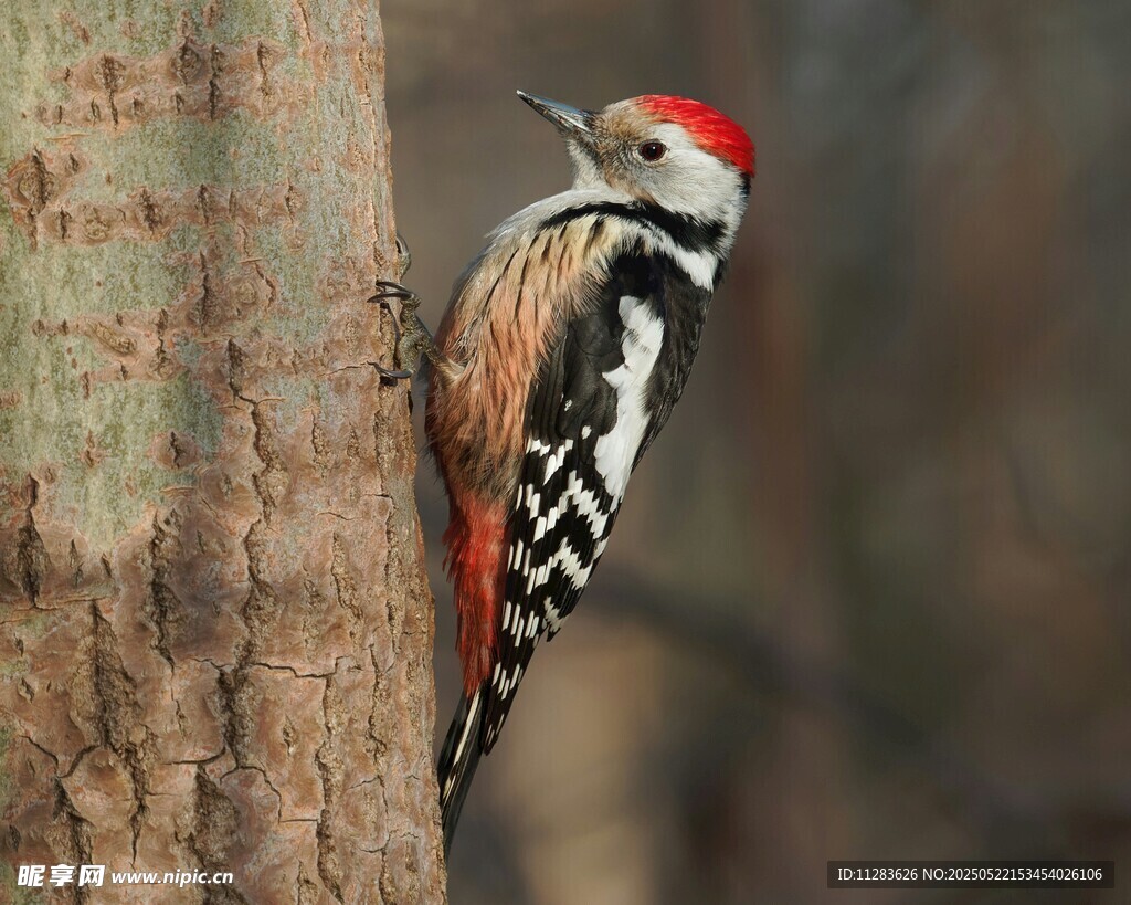 树干上的啄木鸟