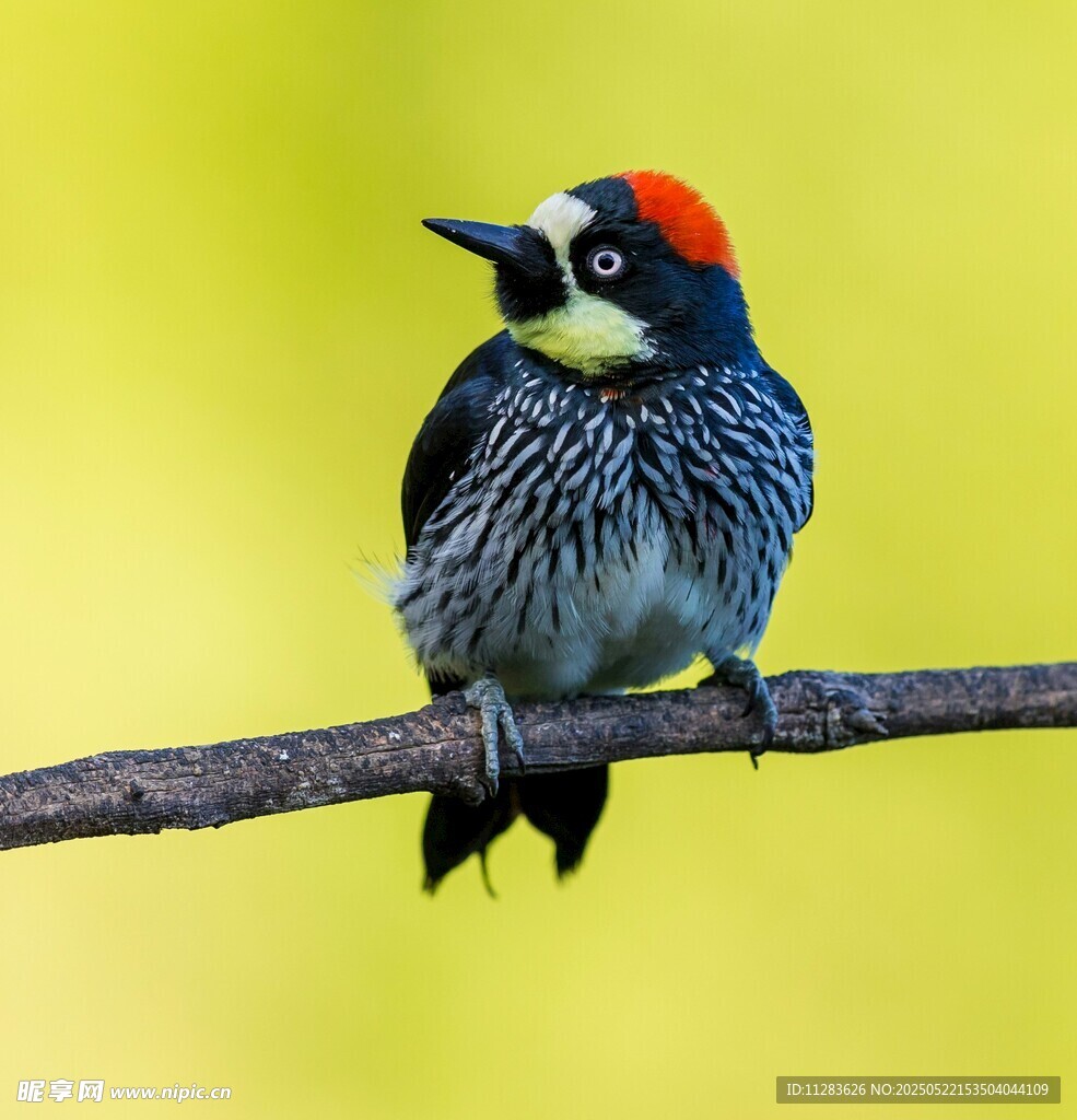 枝头的啄木鸟