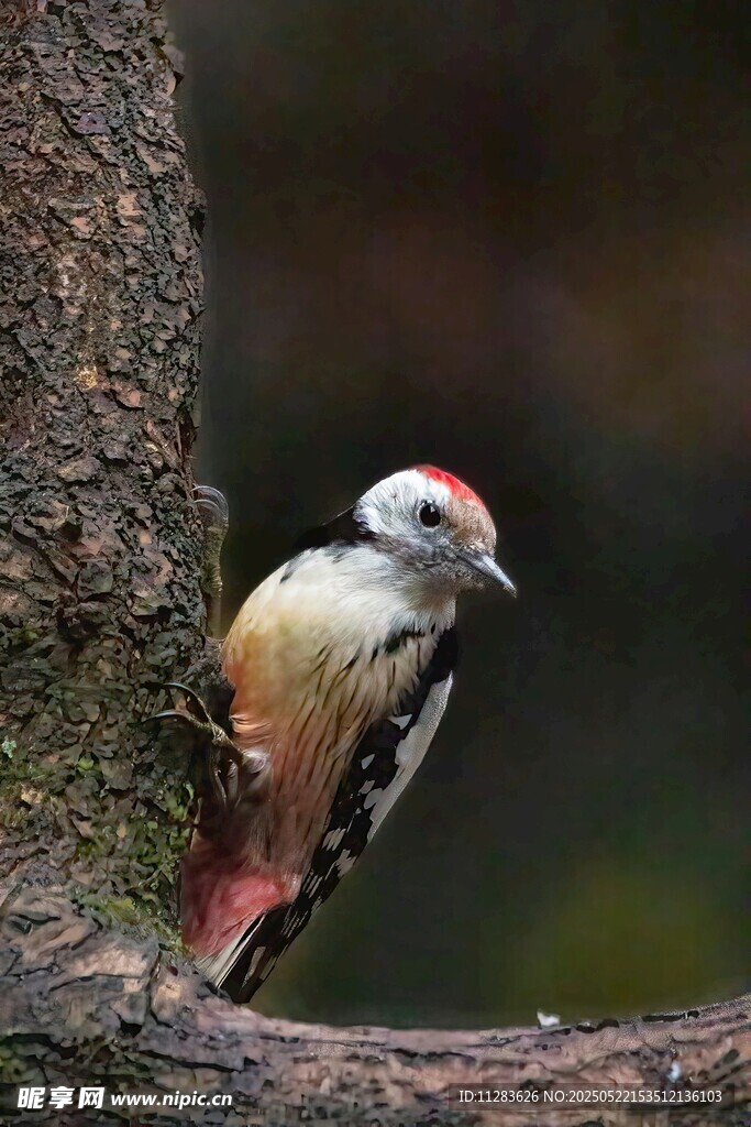 树干旁的啄木鸟