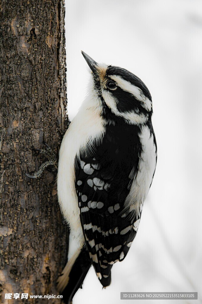 啄木鸟栖息树干