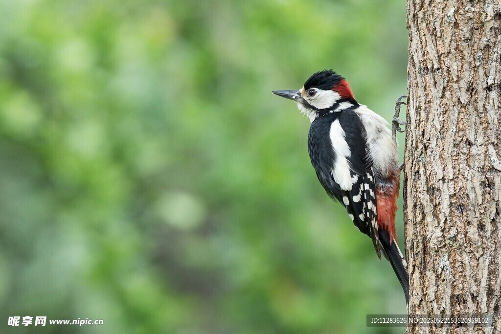 树干上的啄木鸟