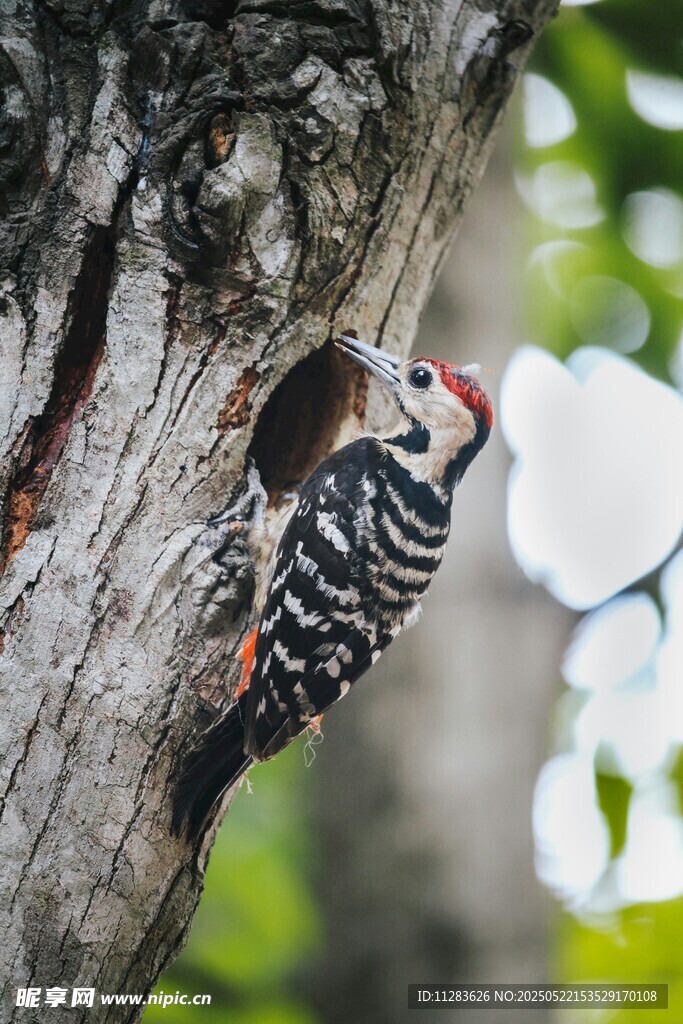 啄木鸟于树干专注啄洞