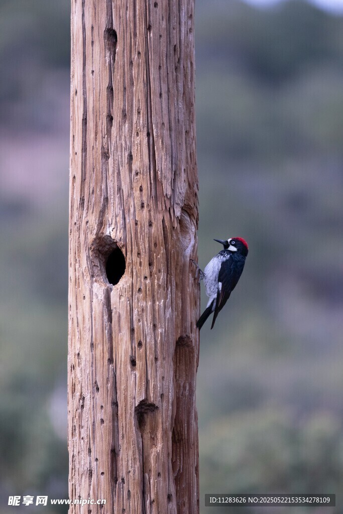 啄木鸟在树干上啄洞