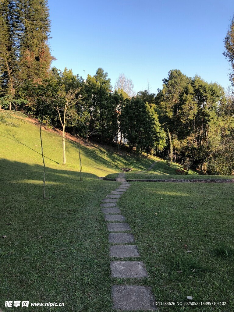 林间石径 静谧自然景致