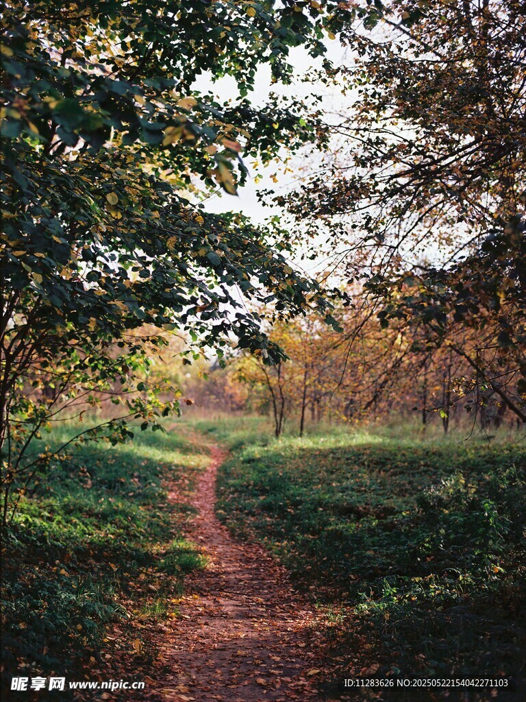 林间小径的静谧自然之景
