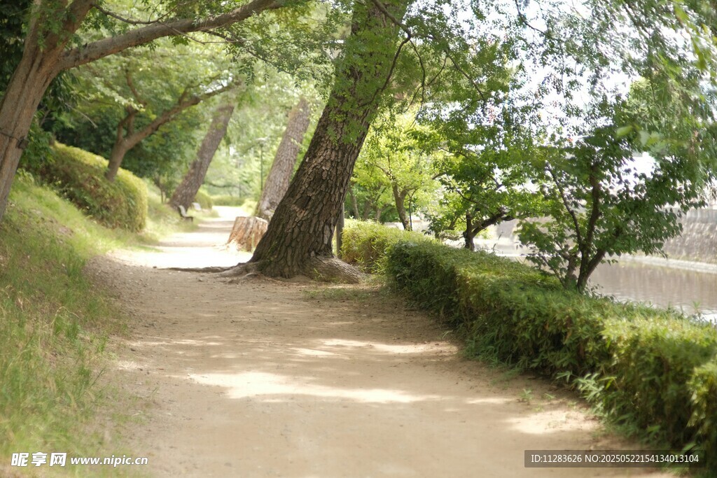 林间幽静小道绿意盎然