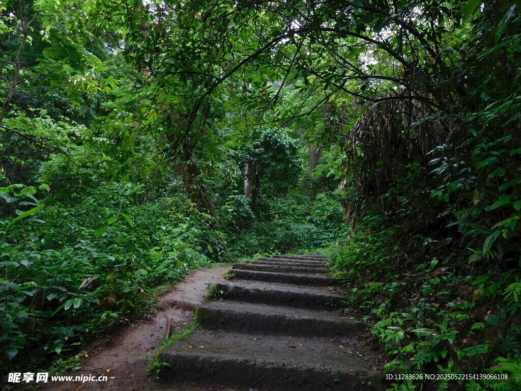 林间石阶 绿意盎然的小径
