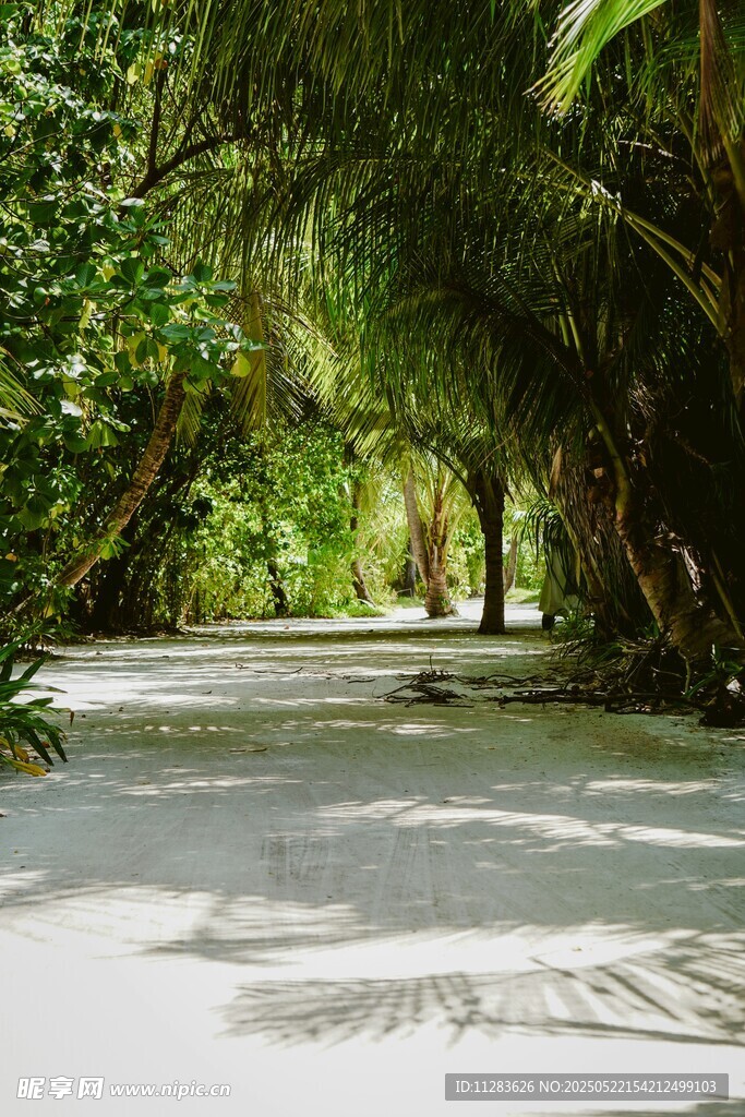 林间白沙路 静谧自然景
