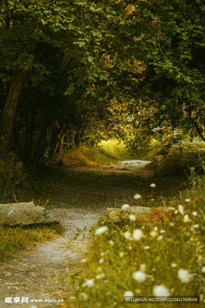 林间小径的自然诗意风光