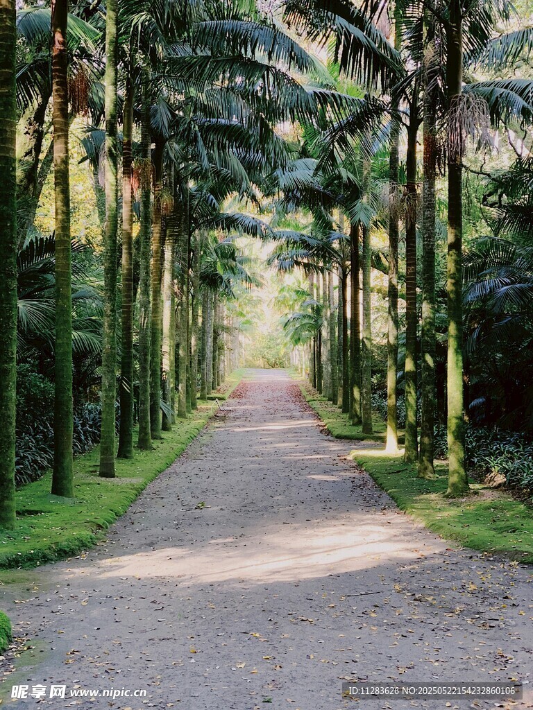 林间幽静小路