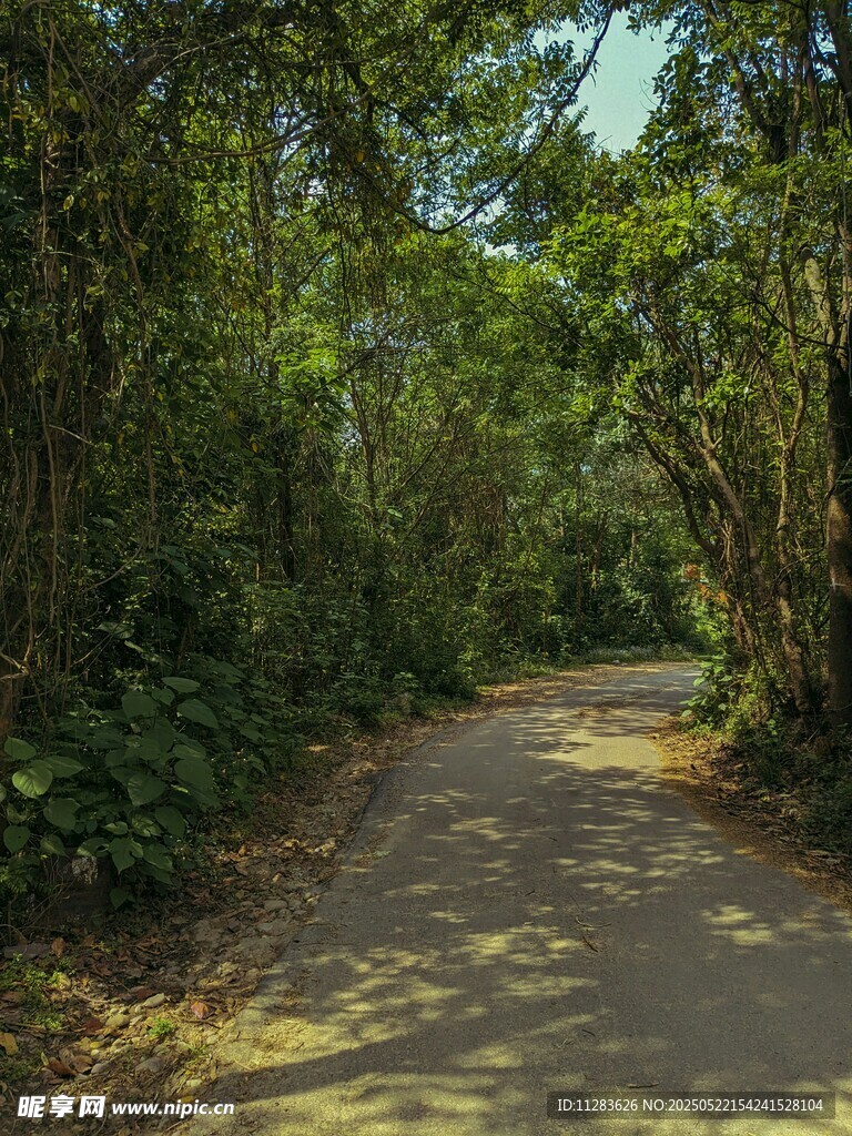 林间幽静小道