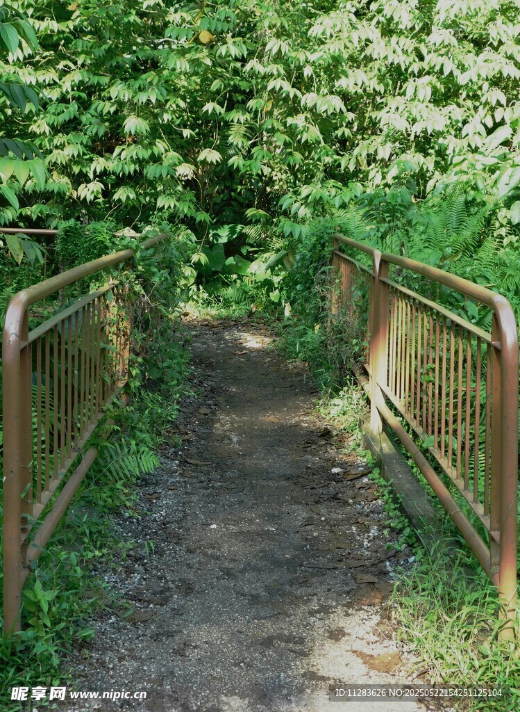 林间小径木桥绿意盎然