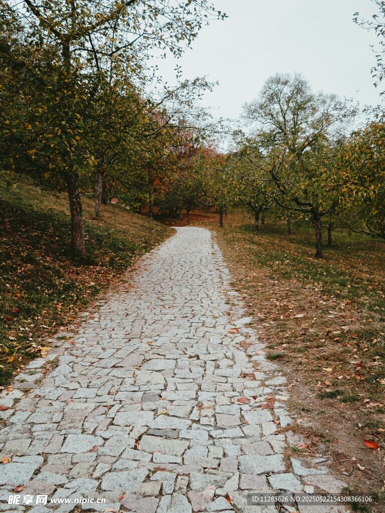 林间碎石小径秋景