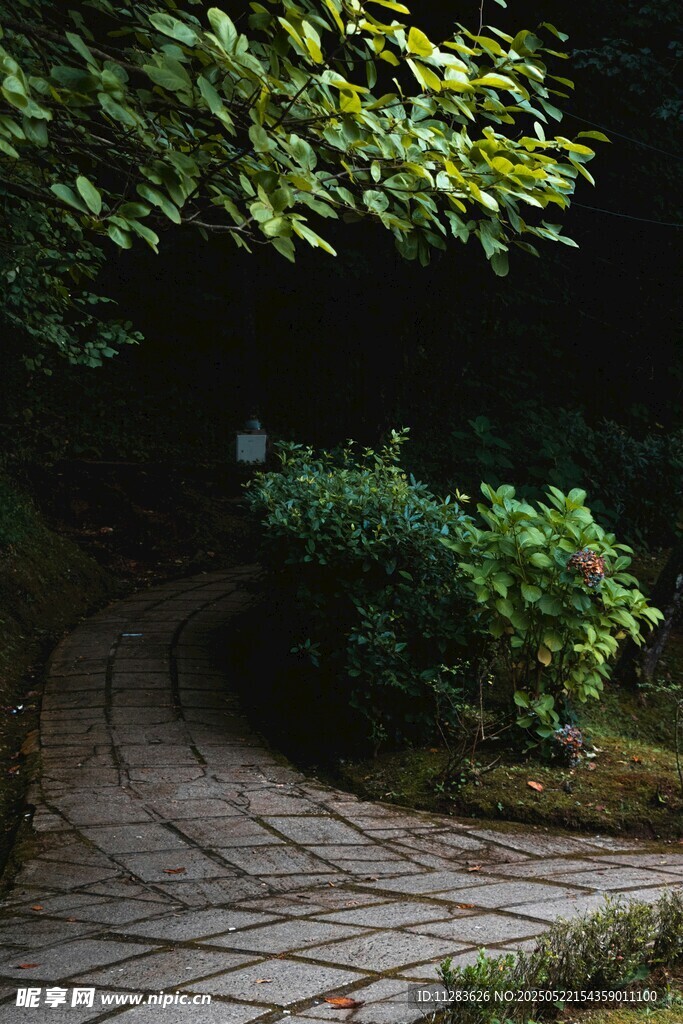 林间蜿蜒石板小径