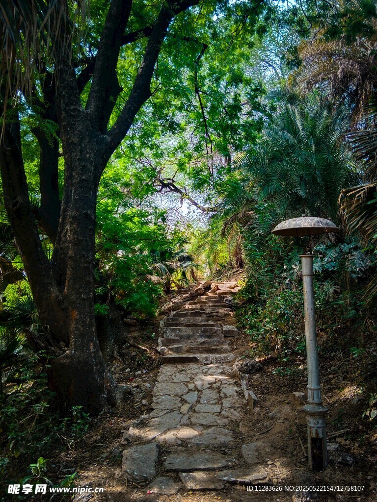 林间石径 静谧自然之景