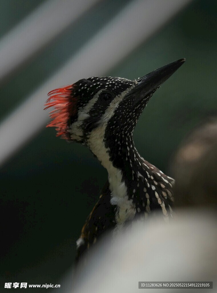 红冠啄木鸟特写
