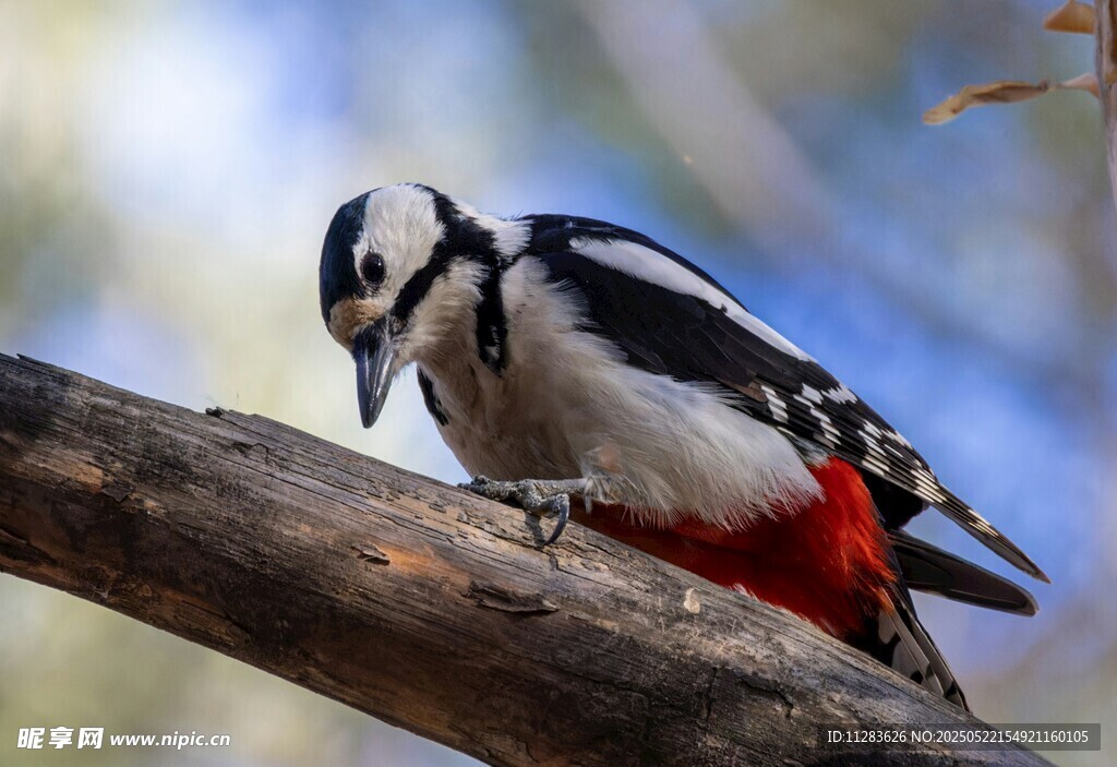 栖息枝头的啄木鸟