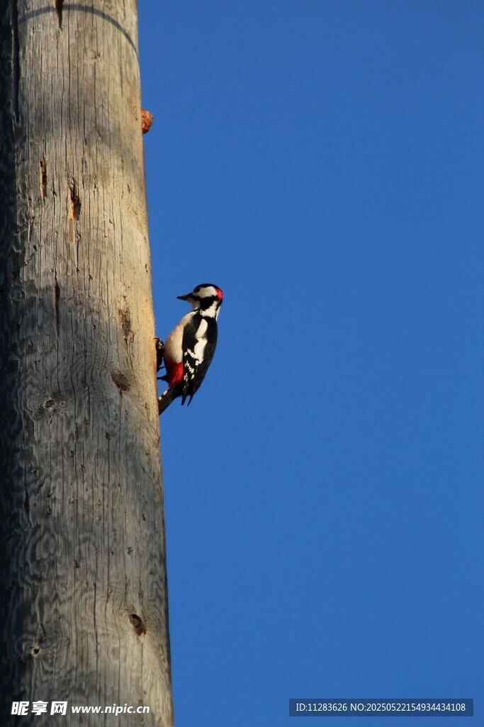 啄木鸟栖息树干