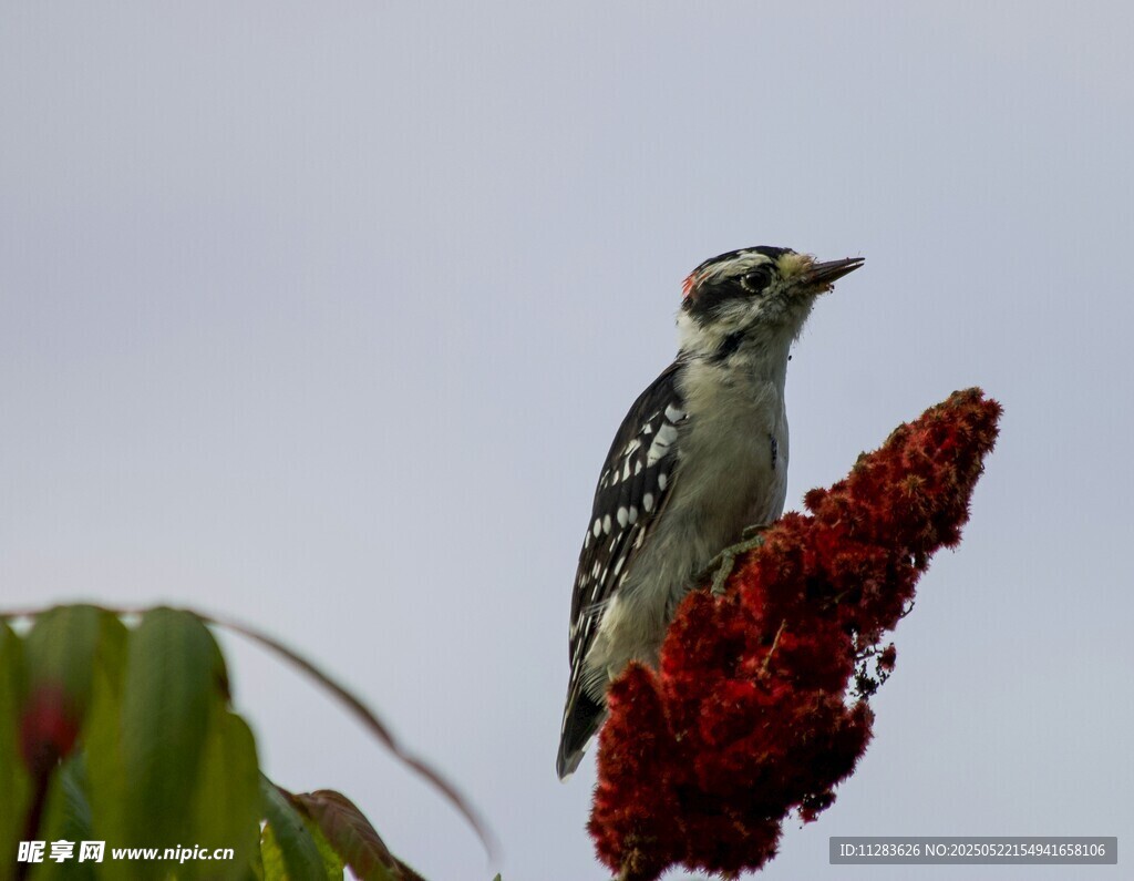 啄木鸟立于红穗植物上