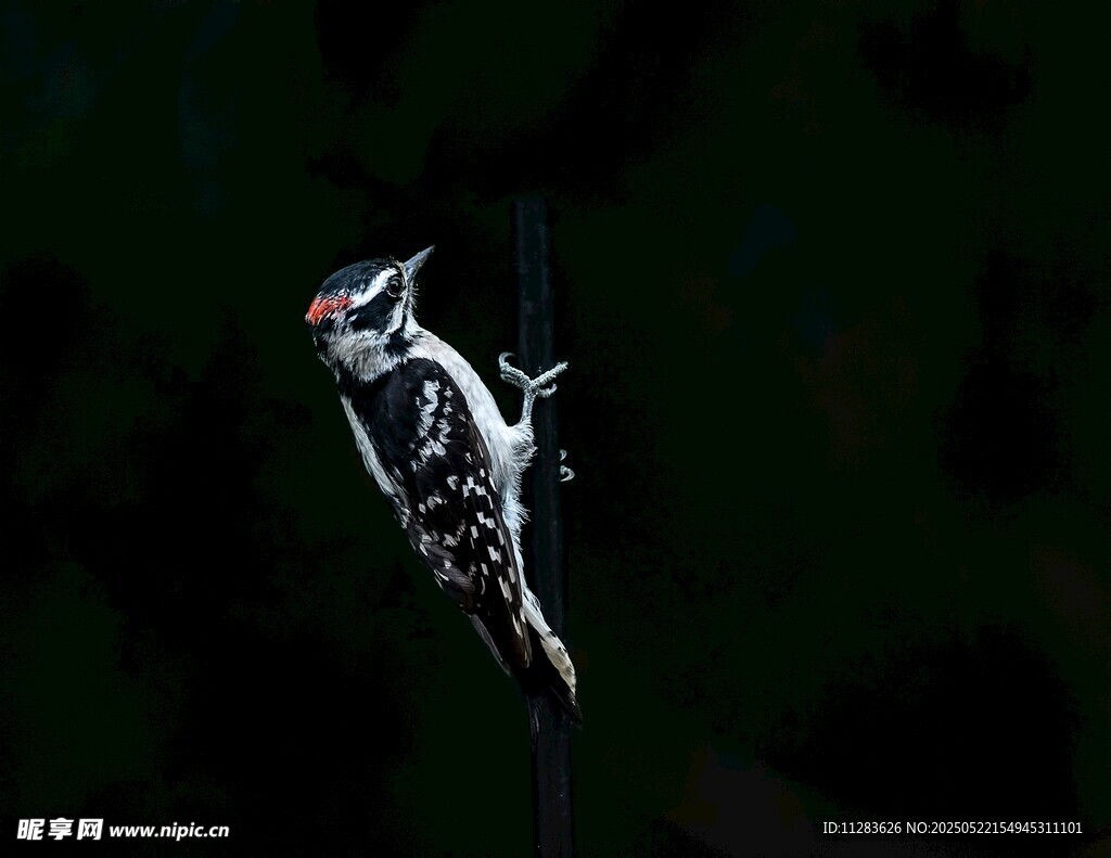 精致银质飞鸟造型吊坠