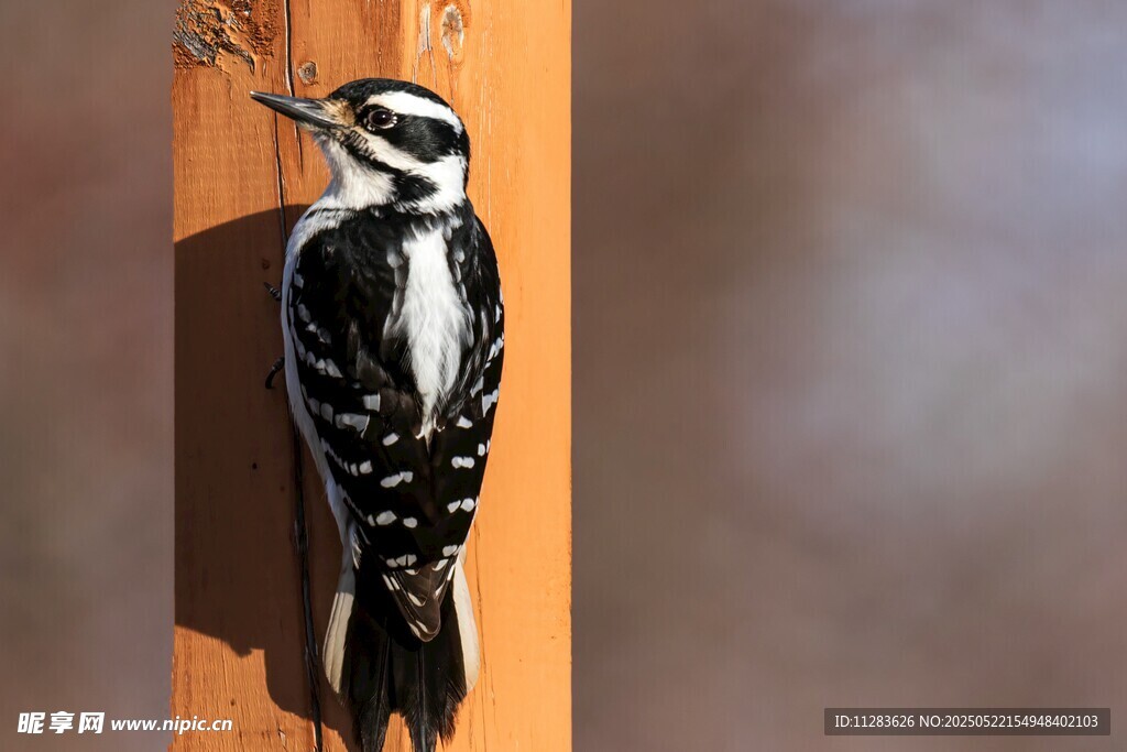 啄木鸟栖息于木柱上