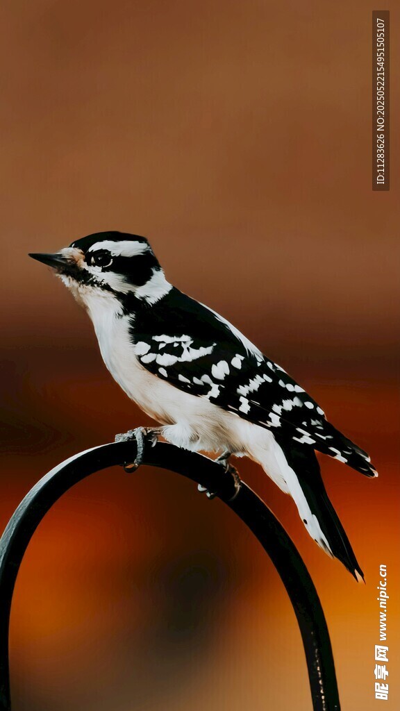 啄木鸟栖息于黑色弯杆上