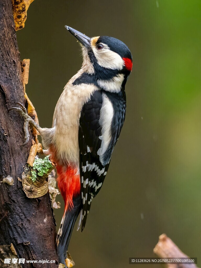 啄木鸟栖息树干瞬间