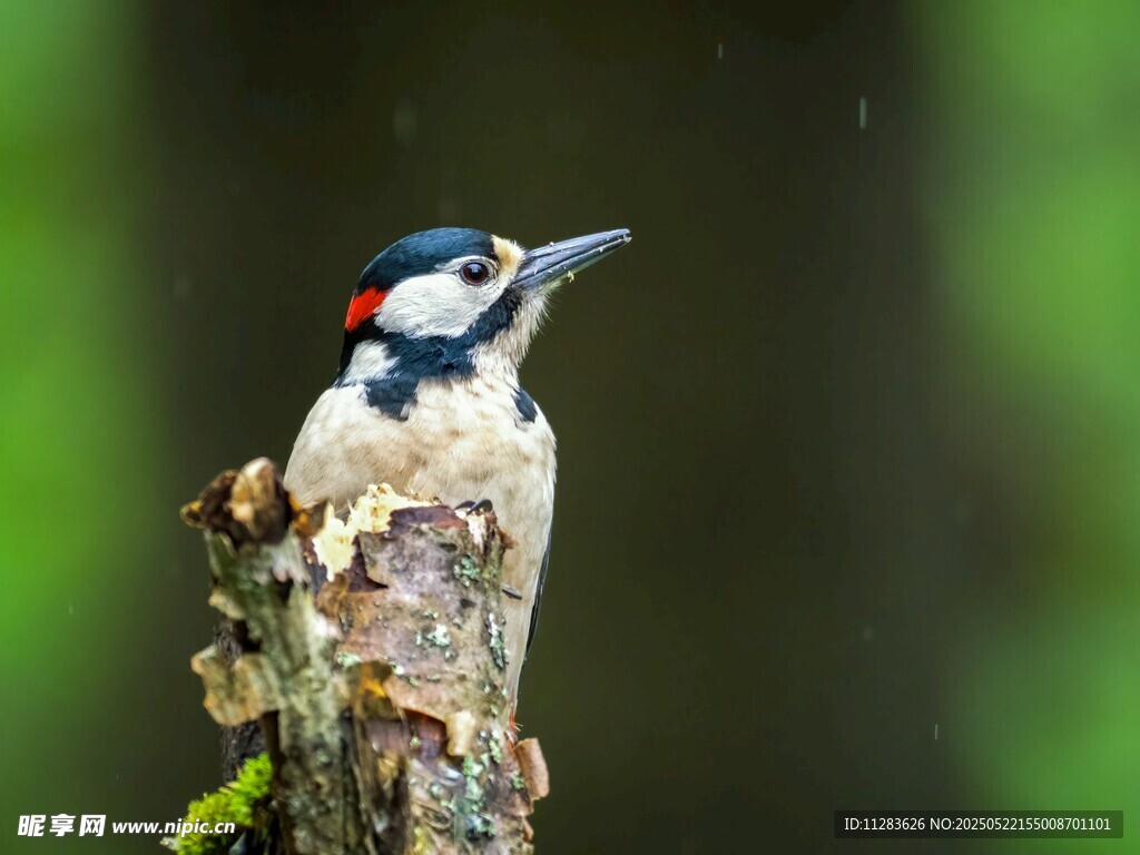 树干上的啄木鸟