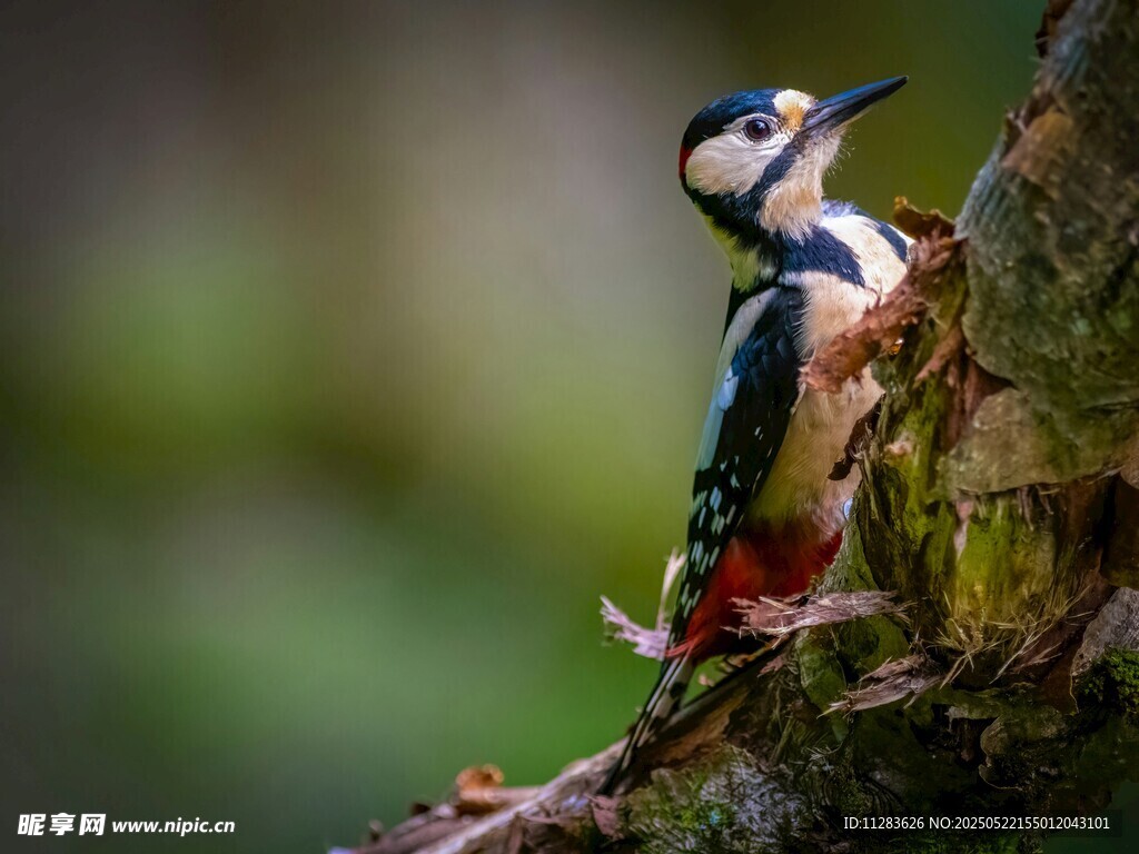 啄木鸟栖息树干瞬间