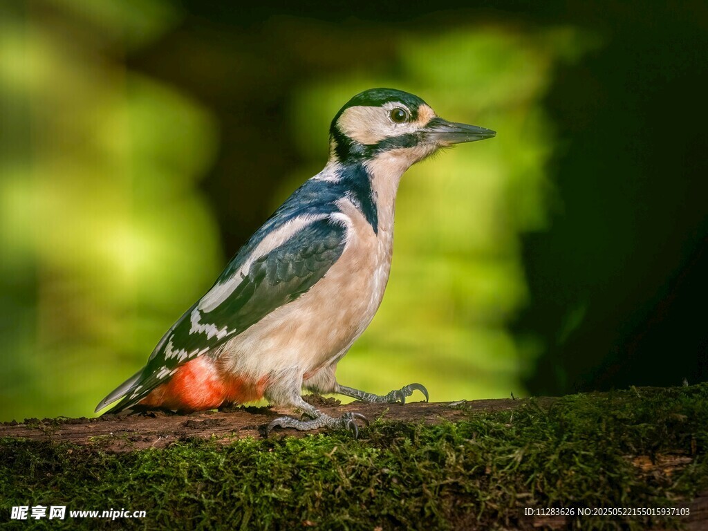 栖息于枝头的五彩啄木鸟