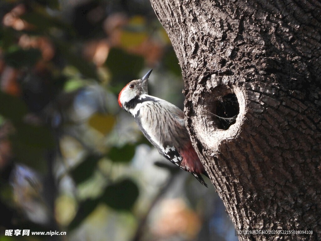 啄木鸟于树洞旁栖息