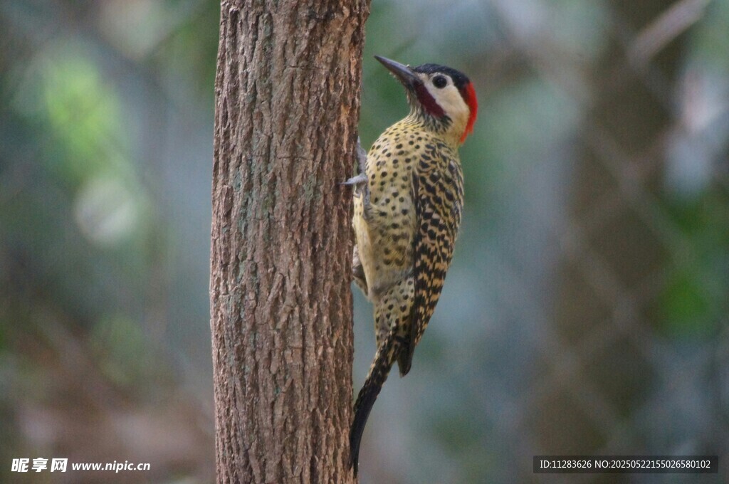 树干上的啄木鸟